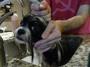 Bathe your Shih tzu after clipping off some of the body hair to save time. 