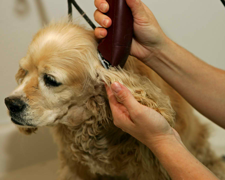 Dog Clippers, Corded or Cordless?
