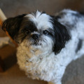 How Often Should I Groom My Dog?