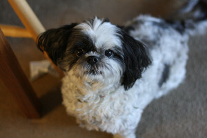 How Often Should I Groom My Dog?