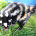Dog Sprayed by Skunk