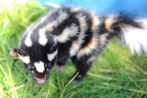 Dog Sprayed by Skunk